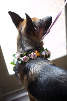 Fresh floral dog collar for wedding dog best man ring bearer dog collar pink spray roses orange ranunculus German Shepherd ---- Adorable!!