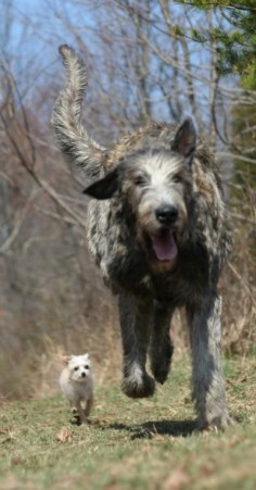 Friends irish wolfhound