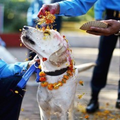 From Kukur Tihar, the Nepalese festival which thanks dogs for being our friends