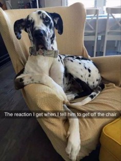 Funny Animal Pictures Of The Day – 17 Pics