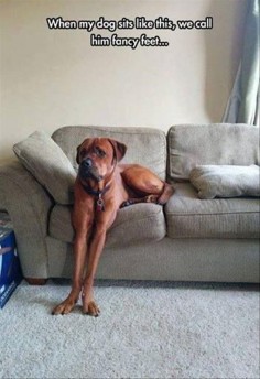 Funny Animal Pictures Of The Day – 24 Pics