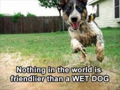 Funny Animal Pictures Of The Day - 25 Pics