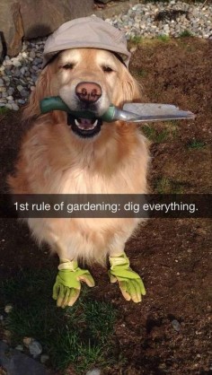 FUNNY ANIMAL PICTURES OF THE DAY – 40 PICS