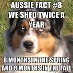 funny australian shepherds