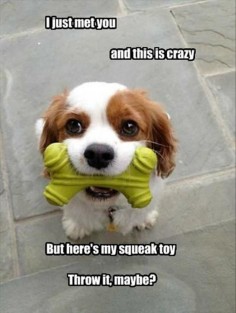 Funny Baby Pictures with Captions | 30 Funny animal captions - part 9, funny animal memes, funny animals ...
