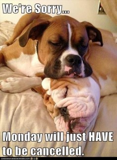 funny bulldog pictures with captions | ... - boxer - Loldogs n Cute Puppies - funny dog pictures - Cheezburger