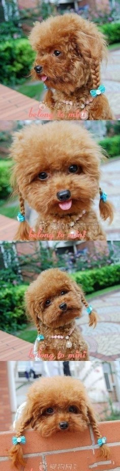 funny dog pet poodle cute