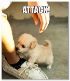 Funny Dog Pictures