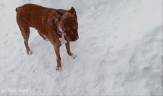 funny dogs gif. more here