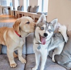 Funny Startled Husky Puppy at receiving a Kiss from a Golden Retriever Puppy