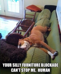 Furniture blockage can't stop him