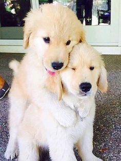 furry friends: golden retriever puppies | cute dogs pets animals