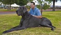 Future dog!! George the Great Dane is the world's largest dog, 7ft in length, standing 4ft at the shoulder, and weighing in at 250lbs. Wow!