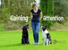 Gaining your herding breed dog’s attention will take practice, patience and a lot of hard work, but Guild Evangelist Kris Crestejo tells us the results will be well worth it in the long run. Check out her detailed steps to gaining your dog's attention.