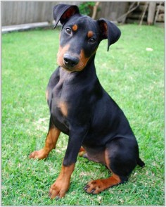 German Pinscher  I do believe we've found out what our next four legged kid will be!
