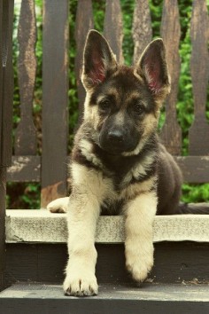 German Shepard puppy! I NEED one
