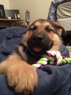 German Shepherd Dog puppy shows us what 'bliss' looks like.
