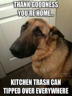 German shepherd guilty face after being bad. I know this face :)!