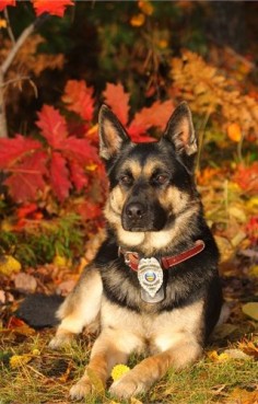 German Shepherd (Police Dog)