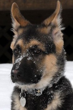 German shepherd pup in the snow. Adorable!