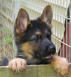 German Shepherd Puppies | German Shepherd Puppy Breeders | German Shepherd Puppies For Sale