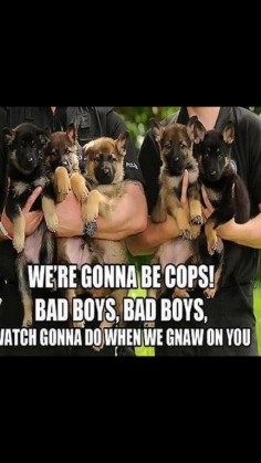 German Shepherd Puppies In Police Training.