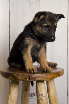 German Shepherd puppy 8 weeks