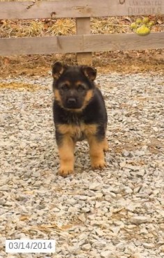 German Shepherd Puppy for Sale in Pennsylvania