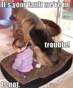 german shepherd puppy funnies | Dog Pictures: Funny Dog Memes