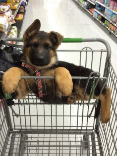 German Shepherd Puppy goes to Walmart! Cutest thing ever! Look at those paws!!