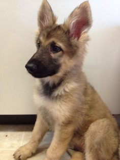 German shepherd puppy ! Love those ears!