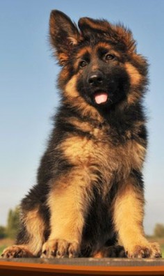 German Shepherd Pups are my all time fav:) I have had 3 beautiful long haired GSD's and one Czeck black sable! There isn't a better friend ♥