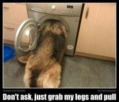 German Shepherds are so funny.