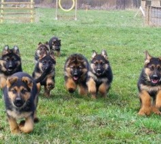 German Shepherds on the run for dinner and mommy love u guys 