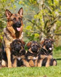 German Shepherds Puppy Dogs