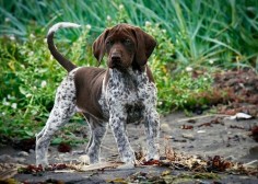 German Short-hair pointer pup - little boss. that's what a true hunting dog looks like HA!!