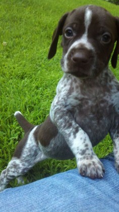 GERMAN SHORT HAIRED POINTER  CUTE!!!