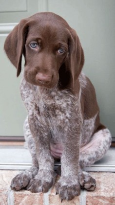 German Shorthaired Pointer - Puppies are soo adorable
