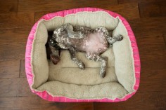 German Shorthaired Pointer puppy in pink bed