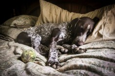 german-shorthaired-pointer-sleeping-in-bed