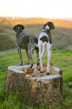 german shorthaired pointers.