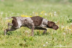 german shorthaired pointers |  - German Shorthaired Pointer - Dog ...
