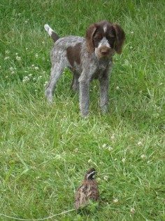 German Wire-Haired Pointer puppy with a quail.