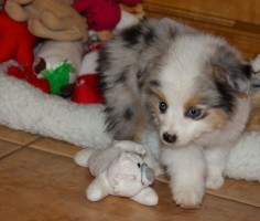 Get a Teacup Australian Shepard. Looks just like my dog only tiny