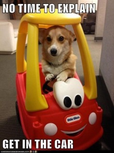 Get In The Car #car #dogmemes #dogmeme