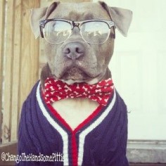 Getting his cardigan game on. | Meet The Swaggiest, Most Handsome Pit Bull On Instagram