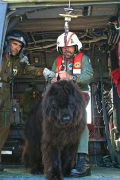 "Getting ready to exit aircraft - Newfoundland water rescue dog who will jump from the helicopter into the water" -- Newfoundlands are wonderful dogs.  Their fur is extra thick, to keep it waterproof and warm and to help them float better. Omg i want one of these too! I think i have an obsession with extremely huge dogs!