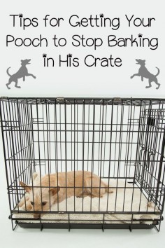 Getting your dog to stop barking in its crate can be a challenge. It can be difficult to train them to stop barking when they are acting pitiful and sad.