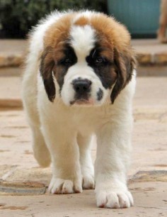 Giant saint Bernard puppy