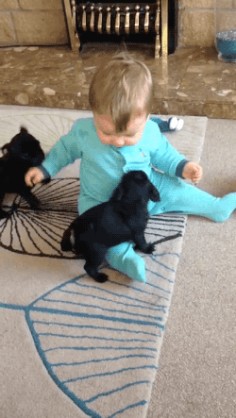 gifsboom: “ Video: Baby Has Fun Playing with Hyper Pug Puppies ” #Video #Baby #Puppies